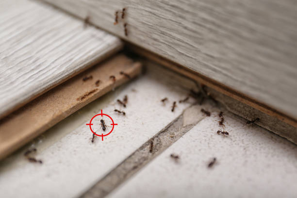 Best Bed Bug Extermination  in Arlington, MN